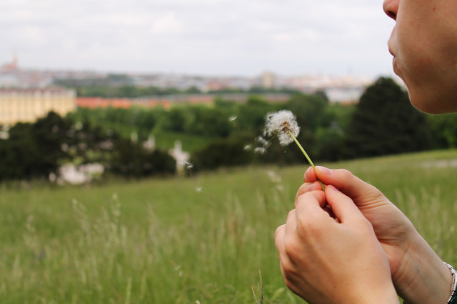 Pusteblume