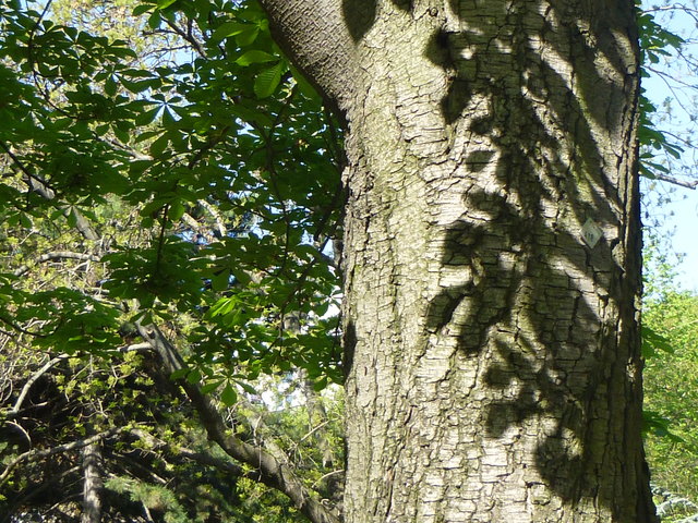 Shadow on the tree