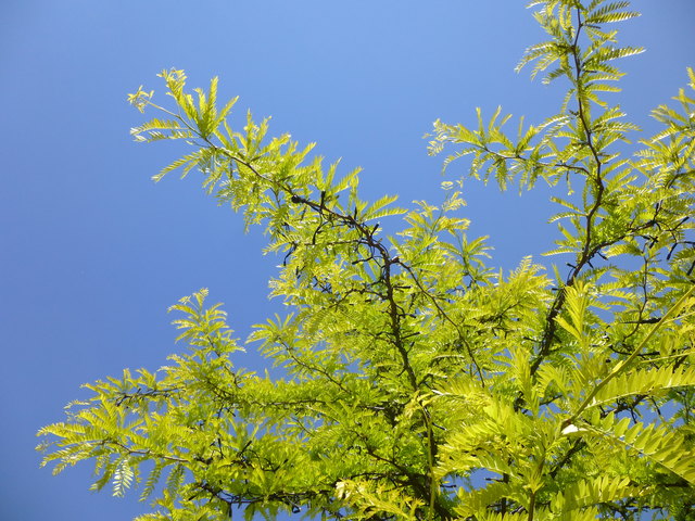 Fresh Green