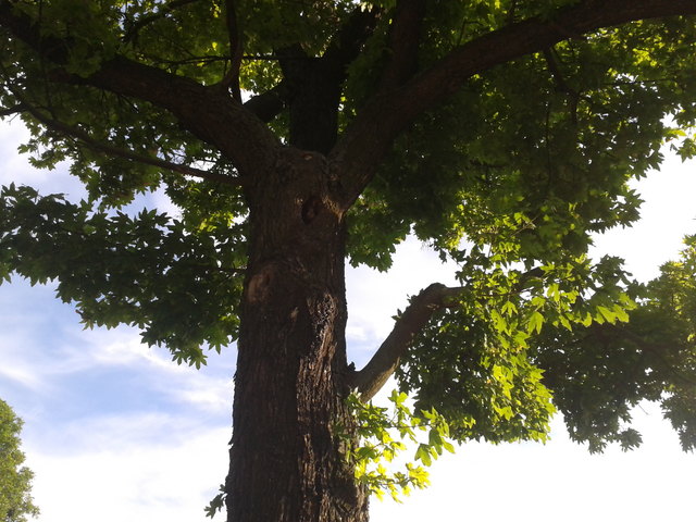 Green in its Glory