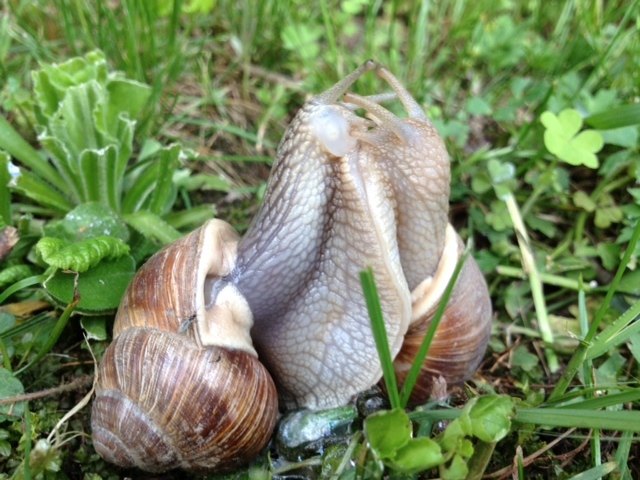 Liebe im Frühling
