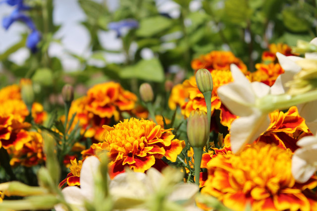 Frühlingsblumen
