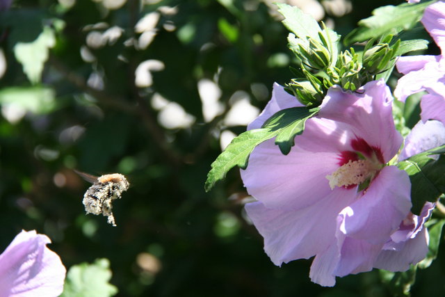 "bestäubte Hummel"