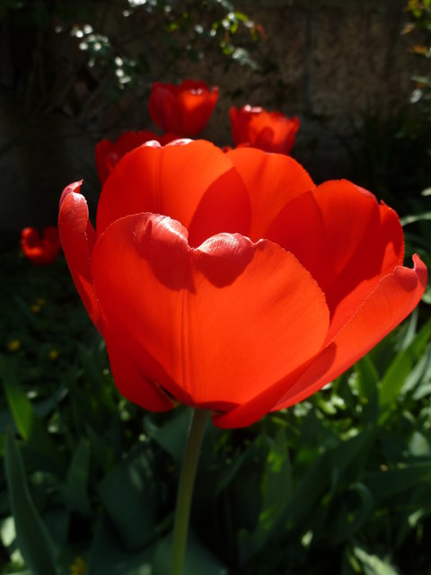 Rote Tulpe