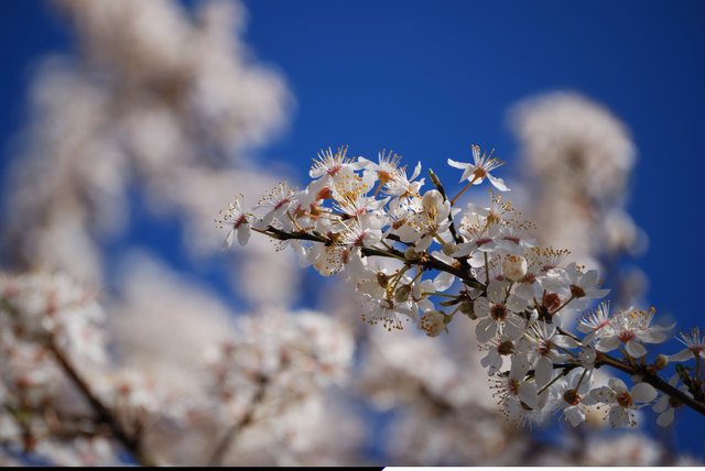 Kirschblüte im 22. Bezirk