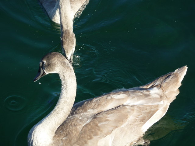 Junger Schwan