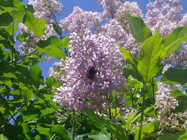 Natur-lich