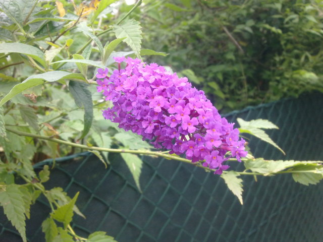 violet..