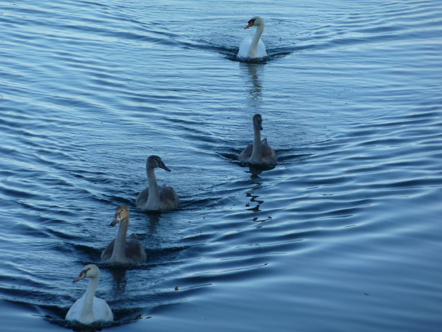 Schwan-Family