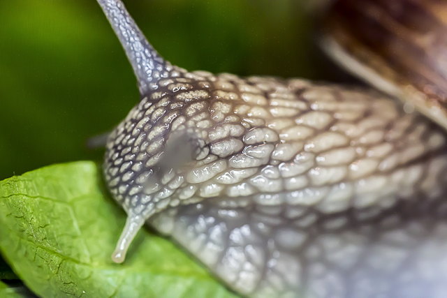 Weinbergschnecke