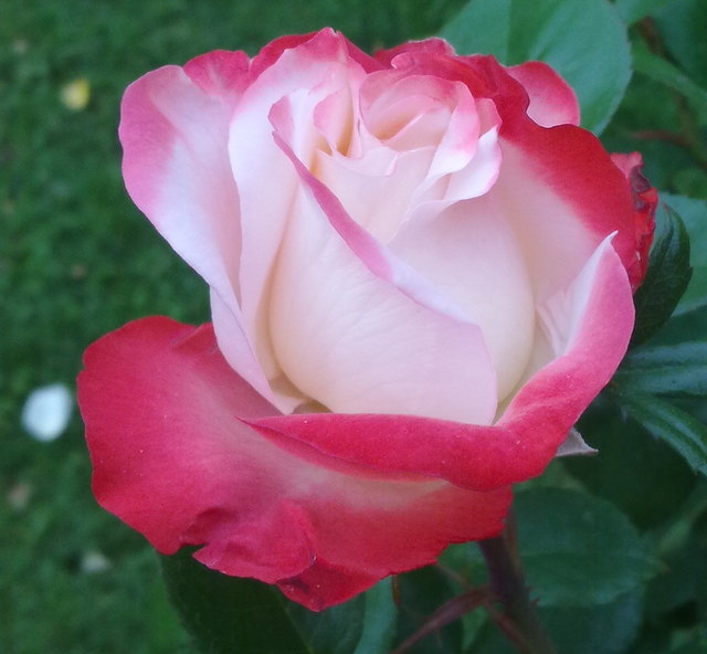 Rose..