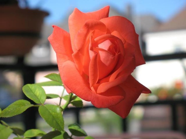 Lieblingsblume