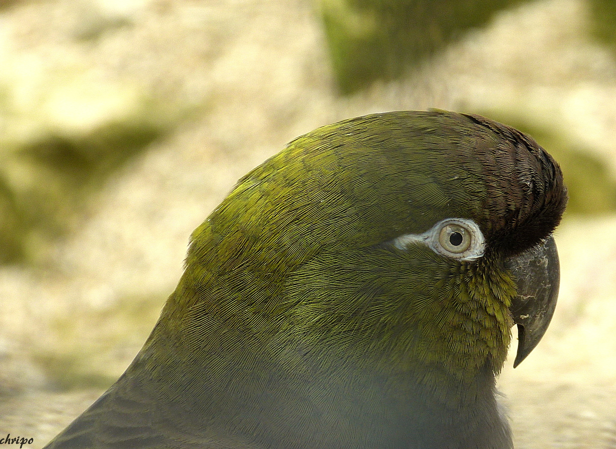 Felsensittich Ottakring