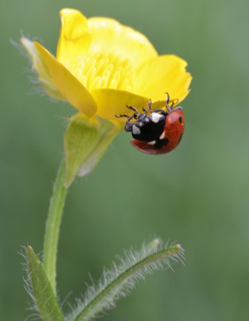 Marienkäfer