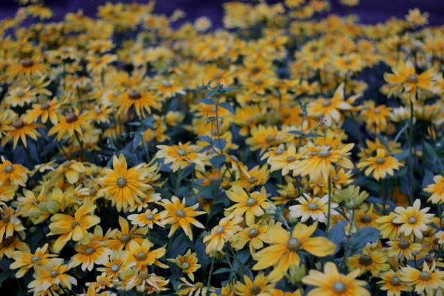 Blumen im Stadtpark