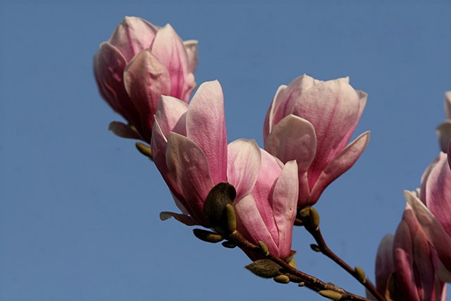 Magnolia
