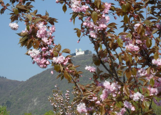 Frühling, bei Sonnenschein mit den Inliner unterwegs. Ein besonderer Blick durch die Kirschblüten hinüber über die Donau zum Leopoldsberg ...