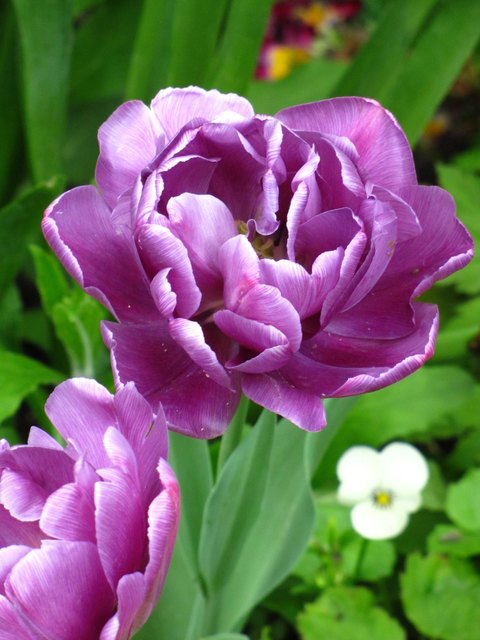 Frühlingsgruß