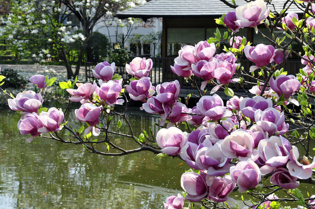 Frühling im Setagaya Park