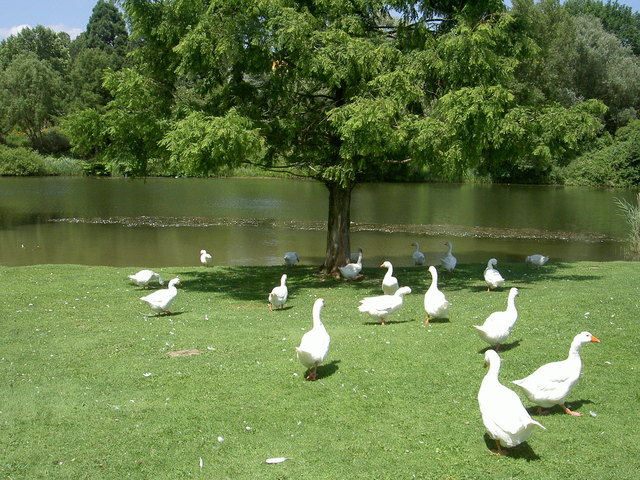 Frühling - Die Gämse im Donaupark fühlen sich sichtlich wohl ...Gänsezeit im Donaupark