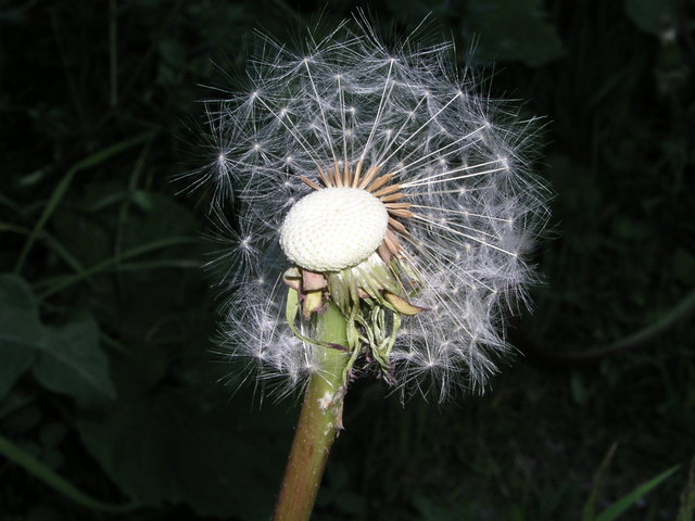 Der Wind der Wind........
