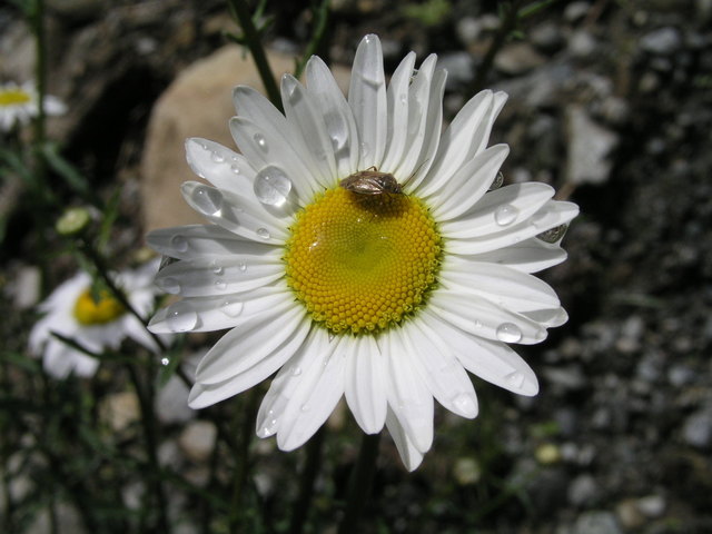 Frühlingserwachen