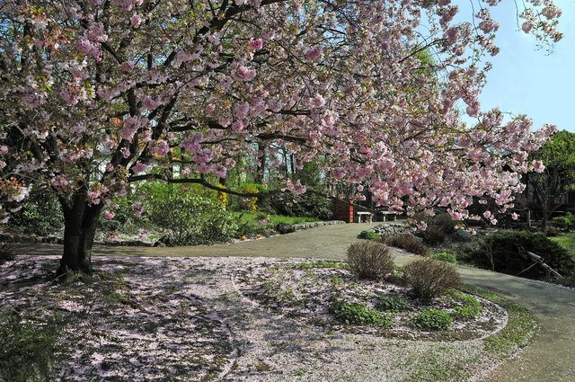 Frühling im Setagaya Park