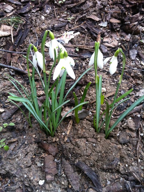 Es blüht, der Frühling ist da!