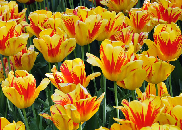Tulpen im Rathauspark