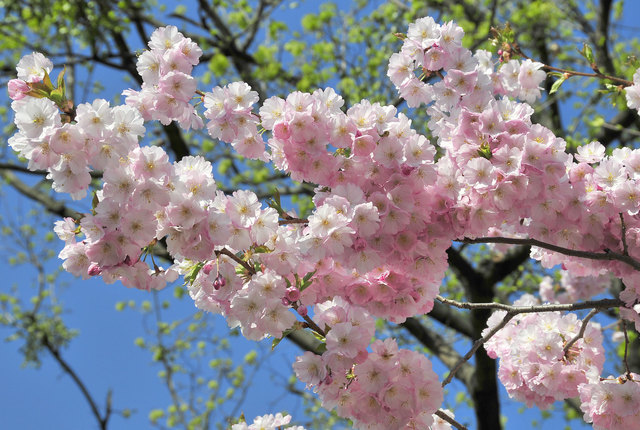 Frühling im Setagaya Park