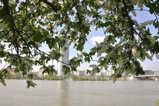 millenniumtower hinter frühlingsblüten an der donau