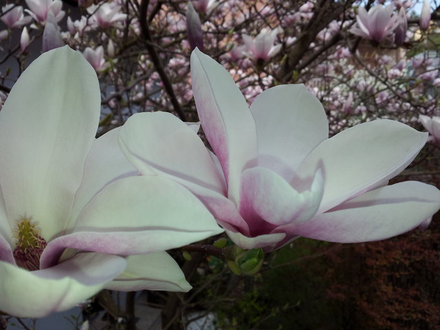 unsere Magnolie im Vorgarten, jedes Jahr schöner