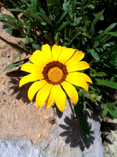 Flower power