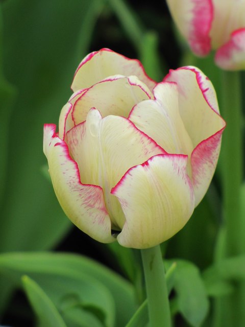 Zarter Frühling