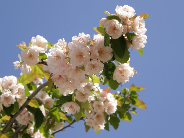 Baumblüte