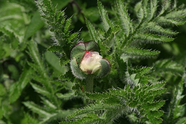 Mohn
