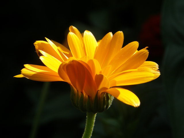 Licht u. Schatten