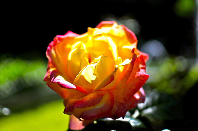 Frühling sind schöne, üppige Farben.