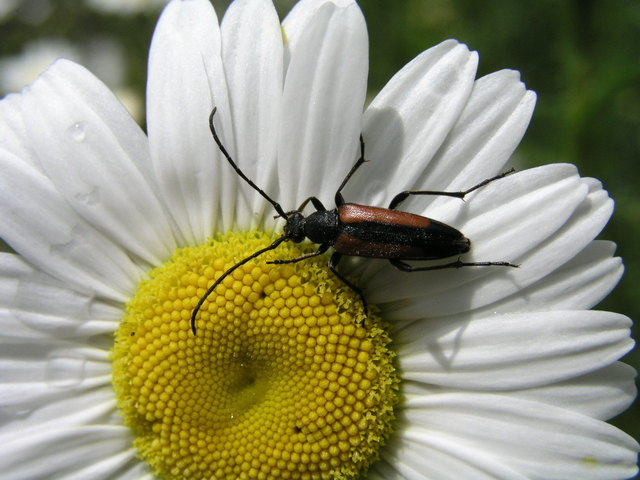 Mitbewohner