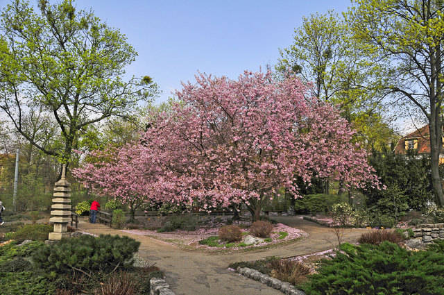 Frühling im Setagaya Park