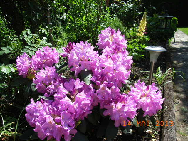 Rhododendron