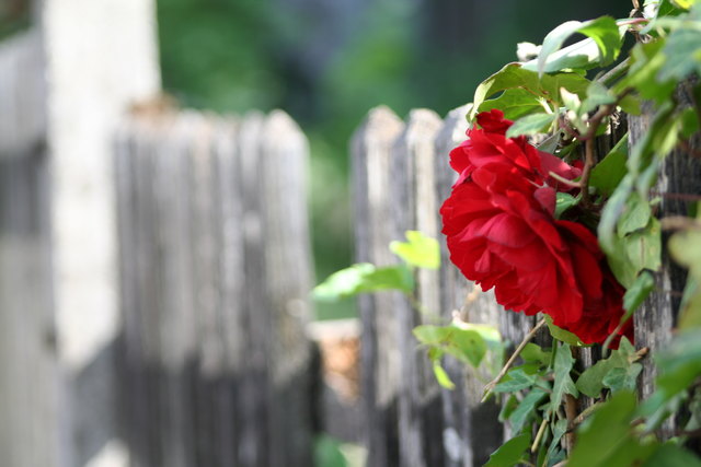 Rose am Zaun