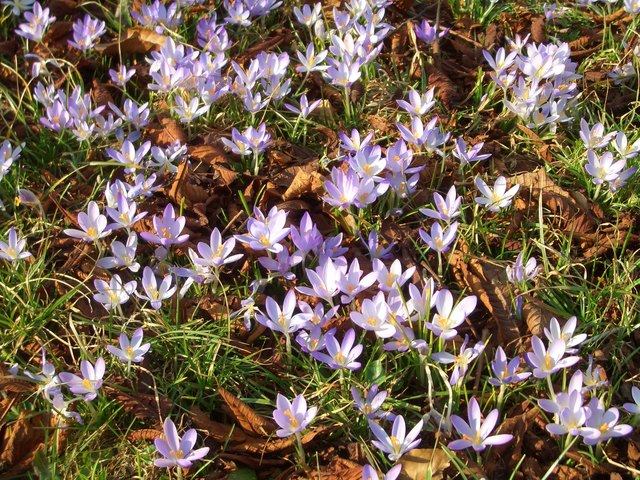 Krokusse massenhaft im Herbstlaub