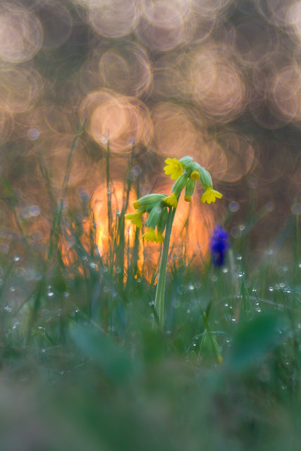 Schlüsselblume