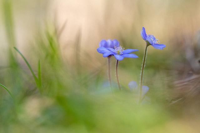 Leberblümchen