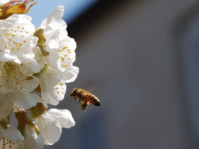 ... der Frühling ruft die Bienen zur Arbeit ...
