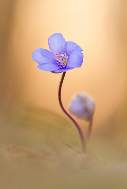 Hepatica nobilis