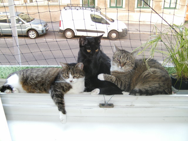Meine drei erwarten den Frühling auf ihren Katzenbalkon