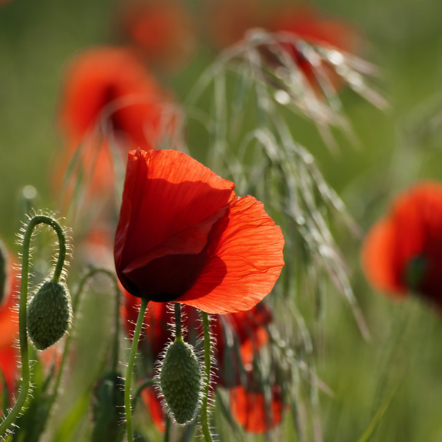 Mohnblumen