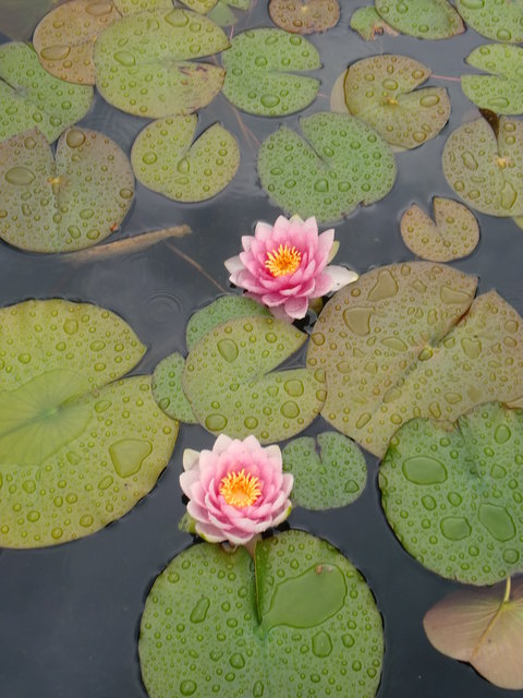 Auch im Wasser blüht der Frühling (: